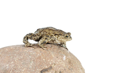 toad
