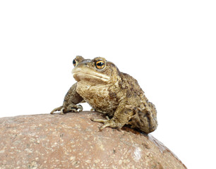 toad