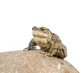 toad