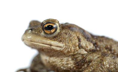 toad