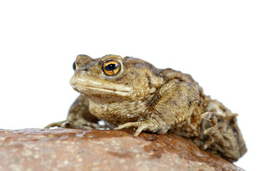 Toads