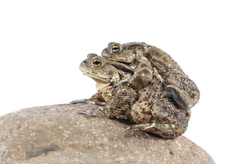 Toads