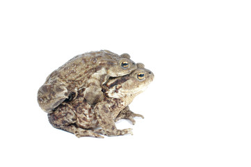 Toad