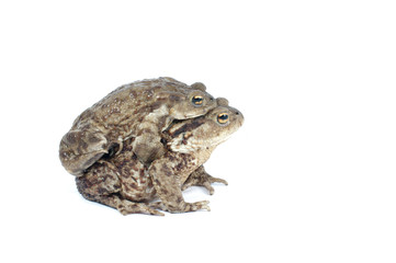 Fototapeta premium toad