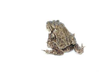 toad