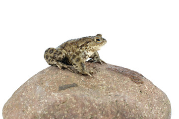 toad