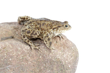 Toad