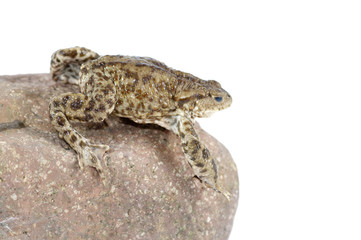 Fototapeta premium toad