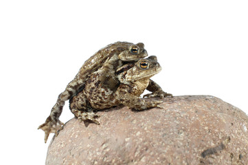 Toad