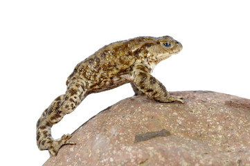 Toad