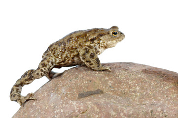 Toad