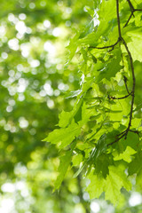 green leaves