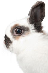 rabbit