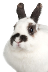 rabbit