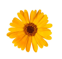 Obraz premium marigold