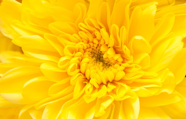 chrysanthemum