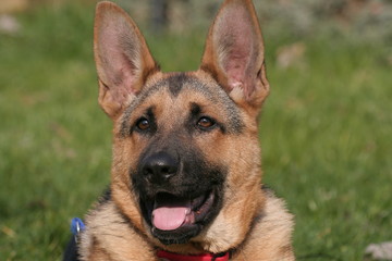 cane pastore tedesco