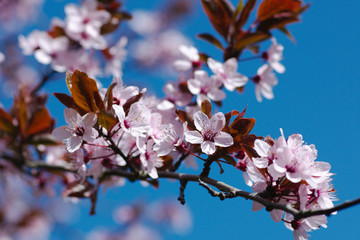 cherry tree blossom in spring, close up