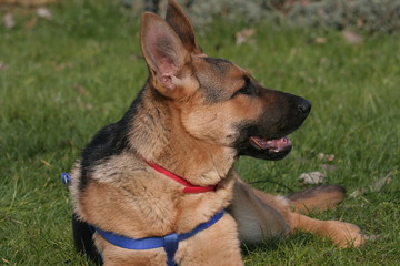 cane pastore tedesco