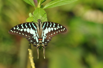 Schmetterling im Licht