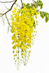 Cassia on white background.