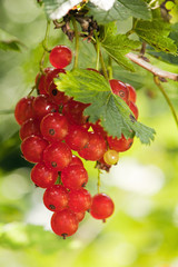 Cluster of a red currant