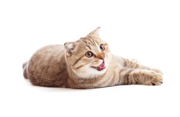 striped British kitten lying with opened mouth isolated