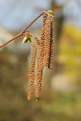 Haselnuss Blütenstand