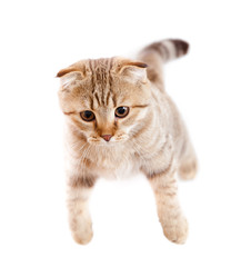 Scottish kitten fold isolated top view