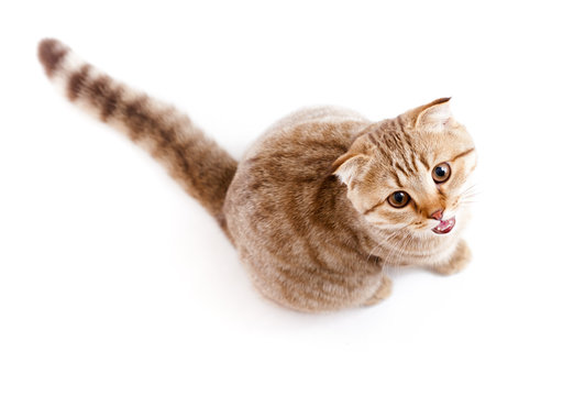 Cat Top View Images – Browse 34,189 Stock Photos, Vectors, and Video |  Adobe Stock