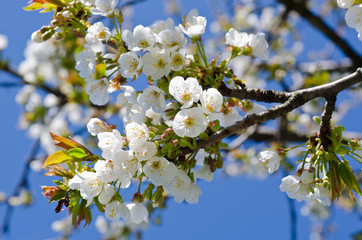 Cherry flowers