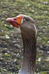 Portrait of Grey Goose.