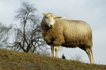 Schaf auf einer Weide