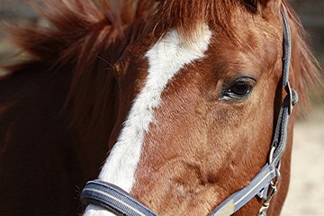 Pferd