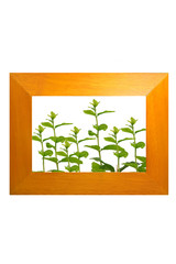 tree in picture frame on a white background