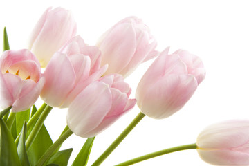 Pink Tulips