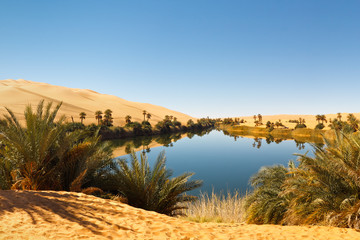 Umm al-Ma Lake - Desert Oasis, Sahara, Libya - obrazy, fototapety, plakaty