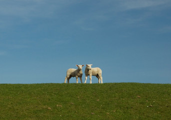 Fototapeta premium Deichschafe