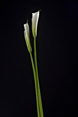 Calla #2