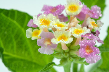 Obraz premium fleurs de lantana camara