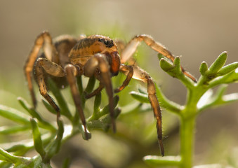 Trochosa
