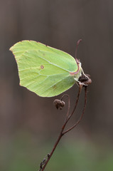 Zitronenfalter