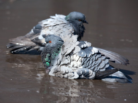 pigeon cleans its feathers