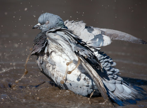 pigeon cleans its feathers