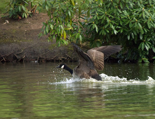 Goose