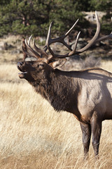 Elk Bugling _MG_4728