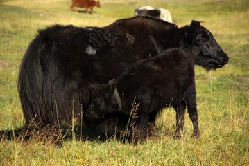 Yaks, Mongolie