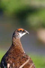 Lagopus mutus portrait