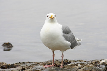gull looks