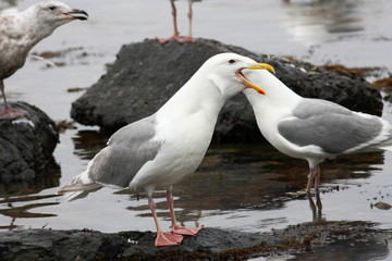 screaming sea-gull